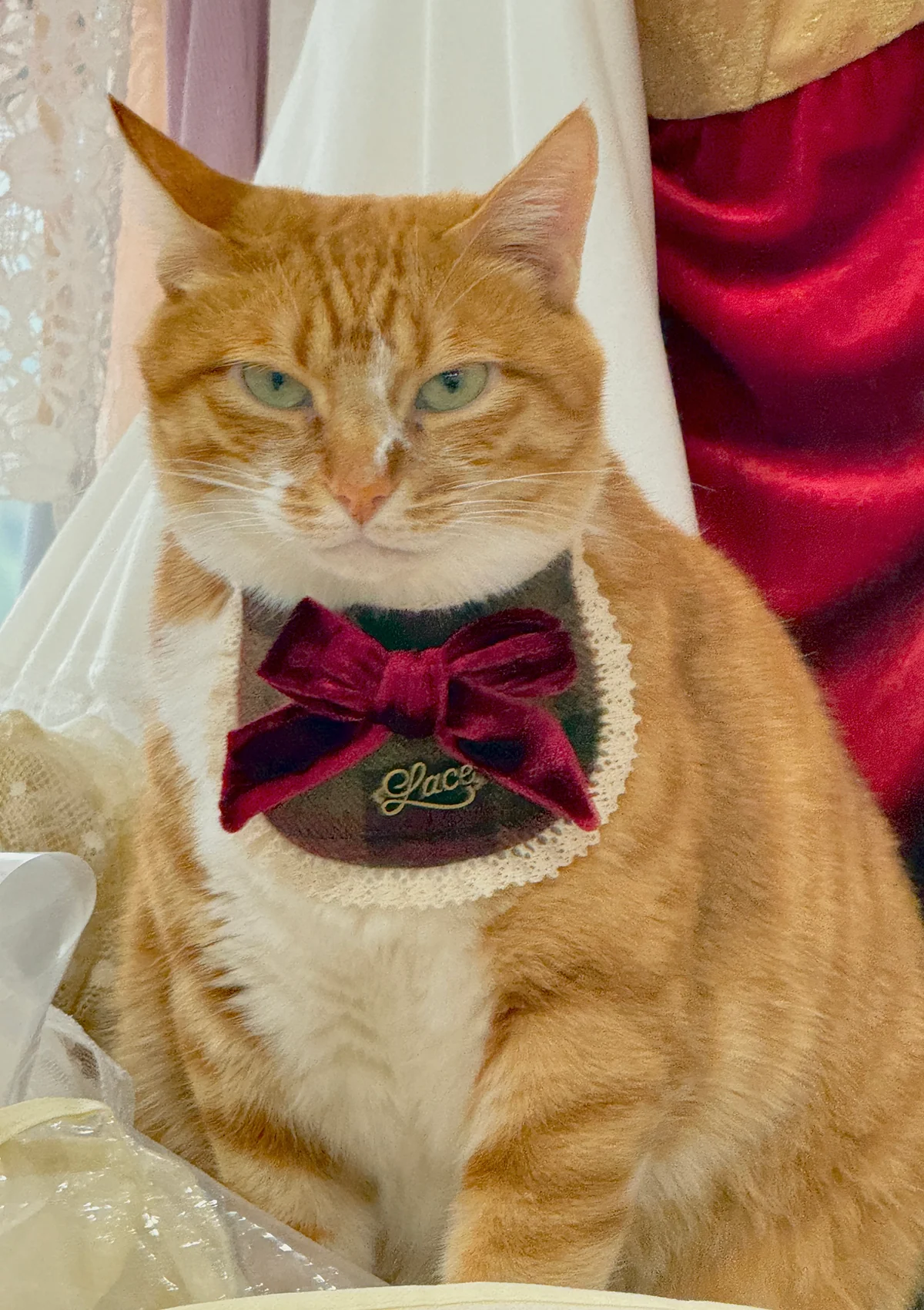 Evil Cat Pet Bib - Image 3